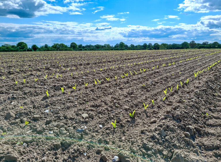 Maisaussaat vorbereiten