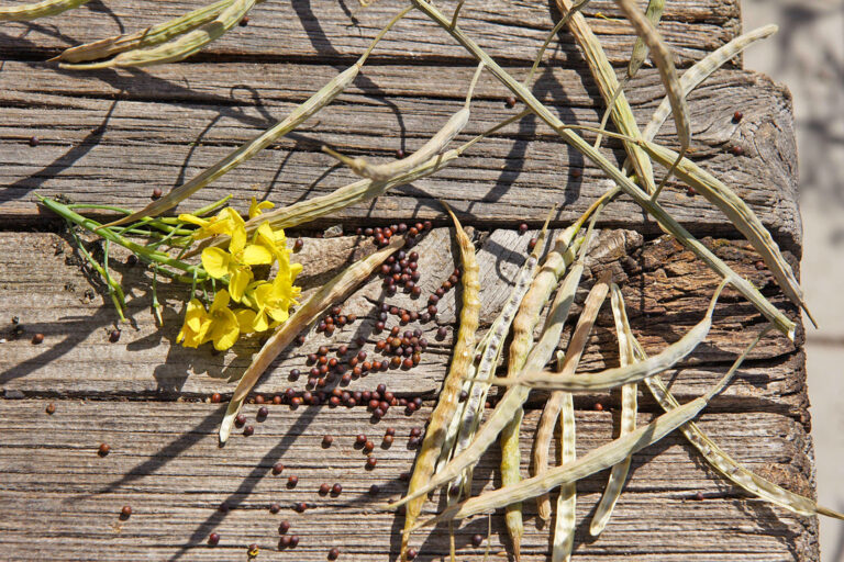 Rapspreis im Höhenflug