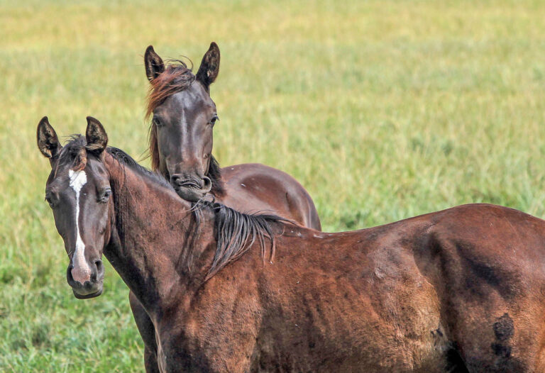Wettbewerb: Stall des Jahres