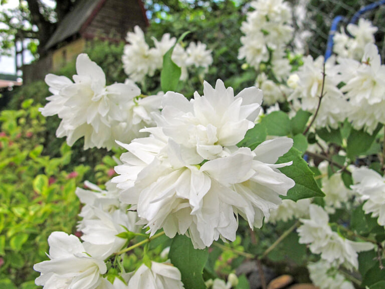 Blütensträucher für Frühling und Sommer