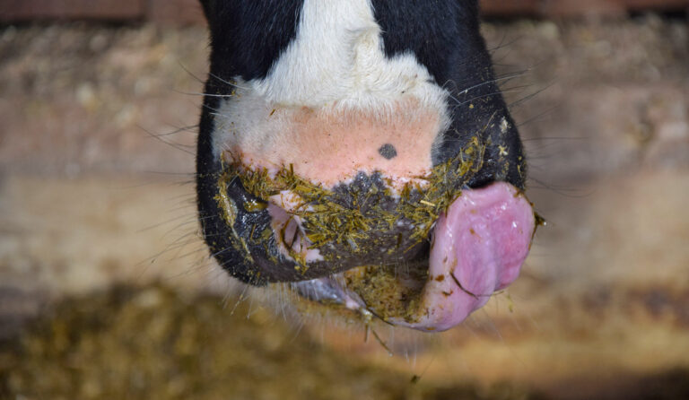 Fibrinöse Pleuropneumonie bei Milchkühen