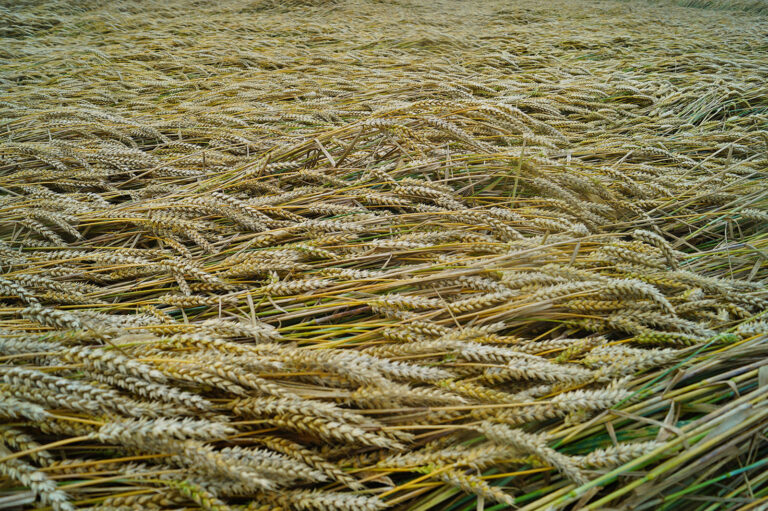 Lager im Getreide vermeiden