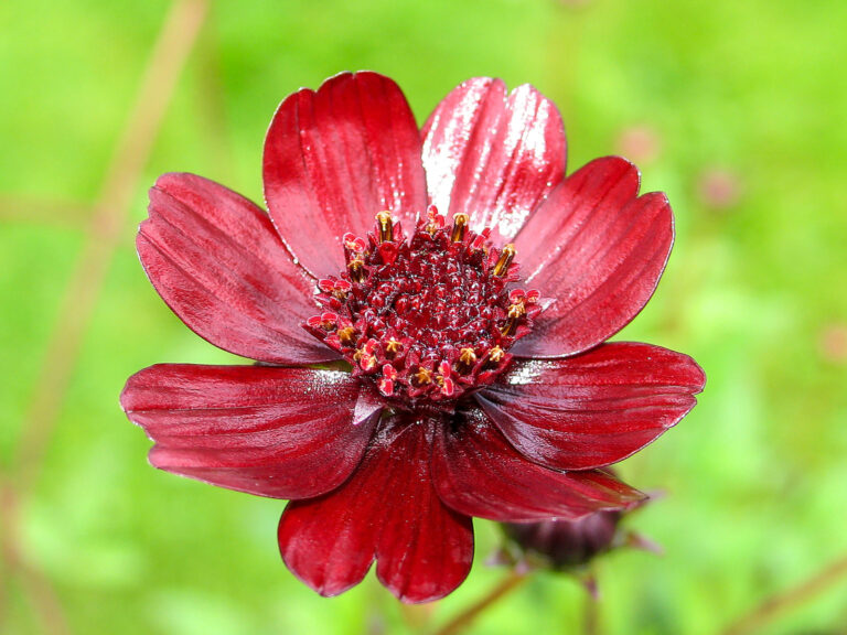 Im Bonbonbeet riecht und schmeckt es verführerisch