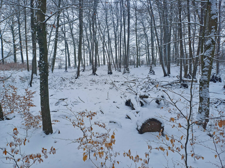 Wasserverfügbarkeit im Forst