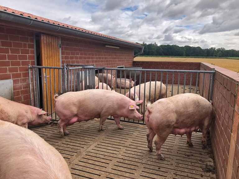 Optimale Auslaufgestaltung für Sauen