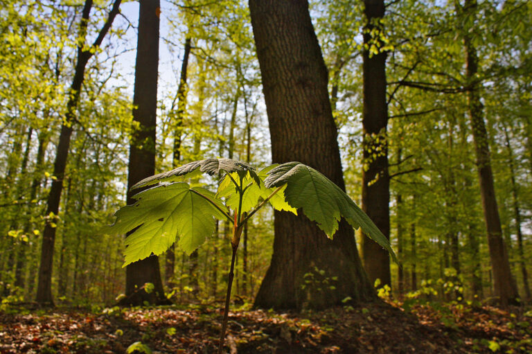 Standortheimische Baumarten müssen überwiegen