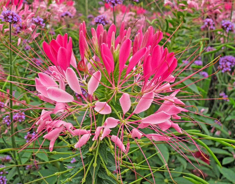 Durchstarter unter den Stauden und Einjährigen