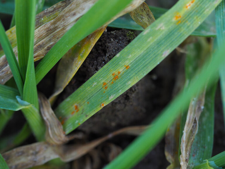 Die Abschlussbehandlung sichert den Ertrag
