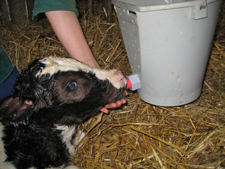 Moderate Wirkung der Rationszusammensetzung