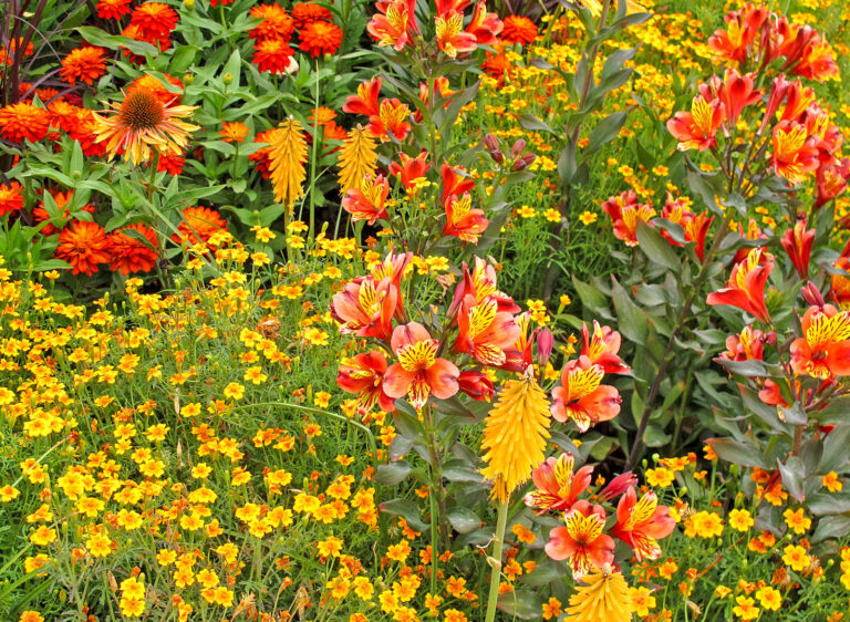 Sommer aus der Knolle