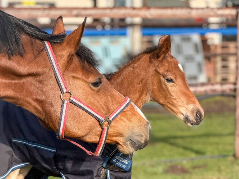 Die Fohlenzeit beginnt