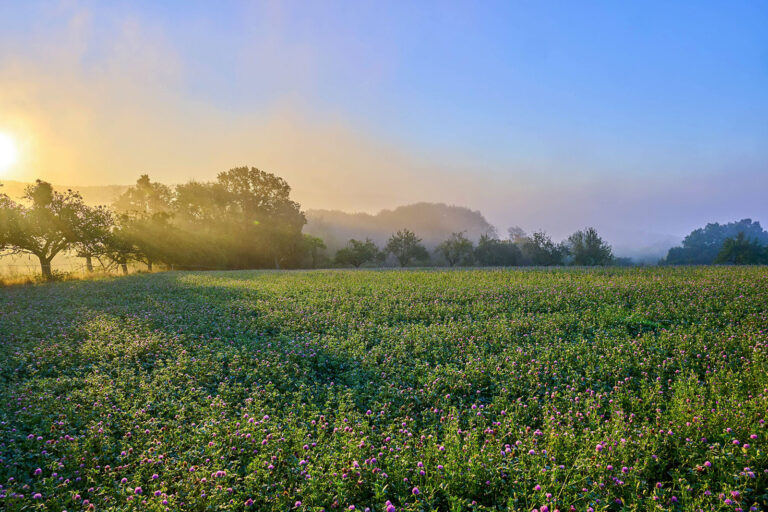Energie- und Düngerpreise: Bioland sieht Ökoanbau als Lösung