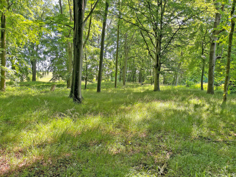 Waldverjüngung natürlich nutzen