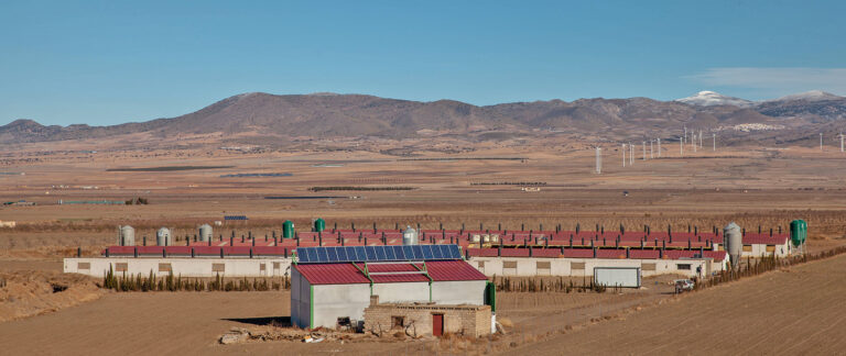 Mehr Schweine und weniger Rinder