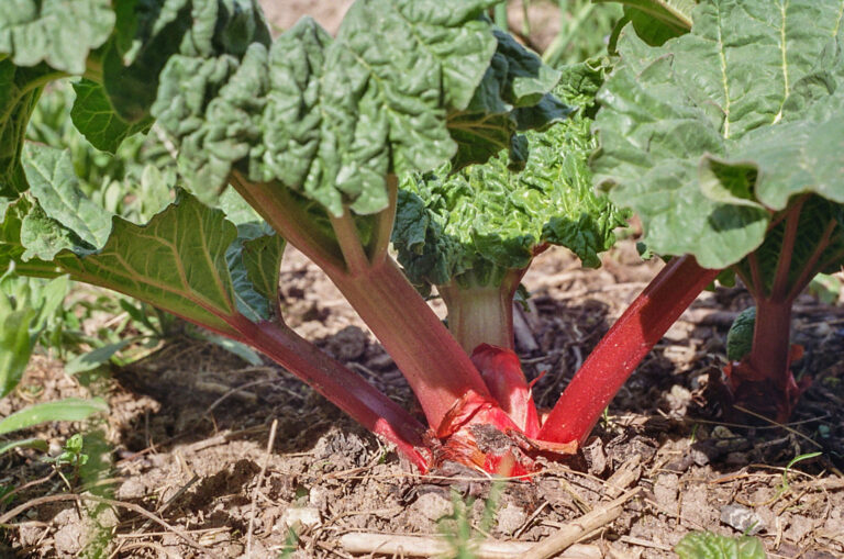 Rhabarber sollte in keinem Garten fehlen
