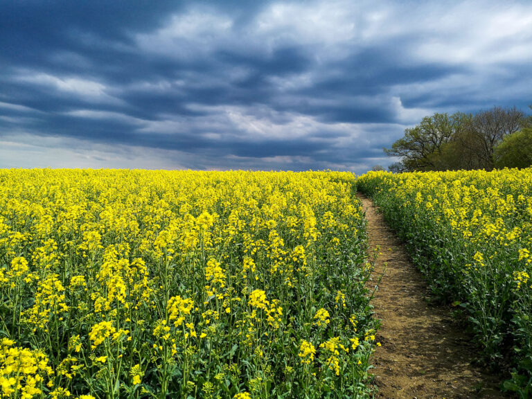 Ertragsabsicherung gegen Weißstängeligkeit
