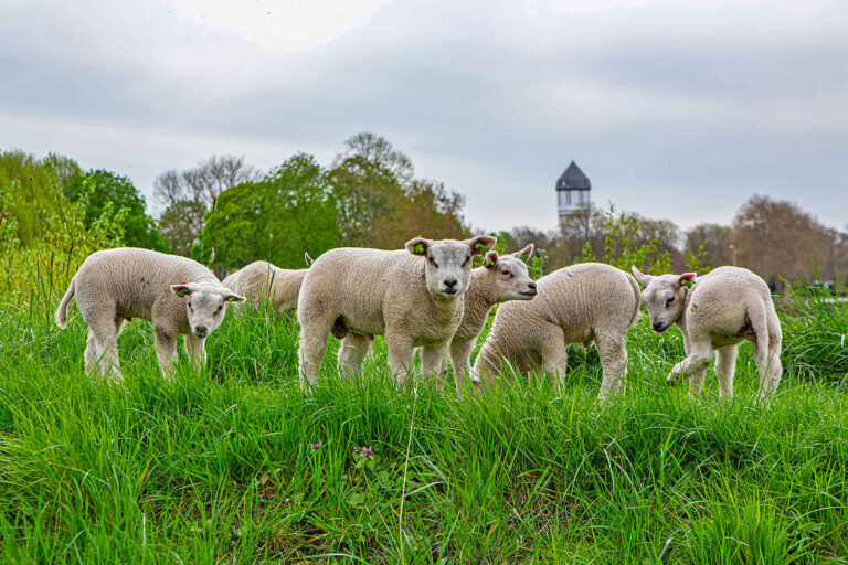 Iran-Krieg dämpft Lammfleischnachfrage