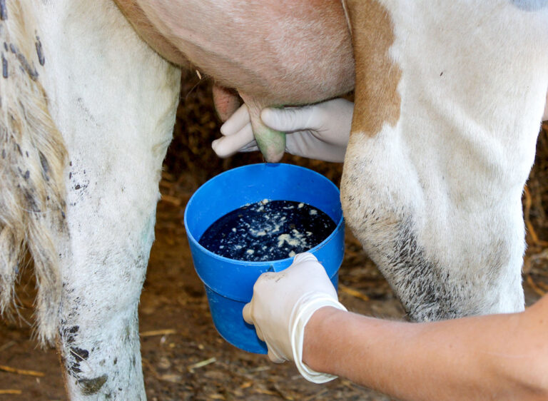 Die Eutergesundheit verbessern