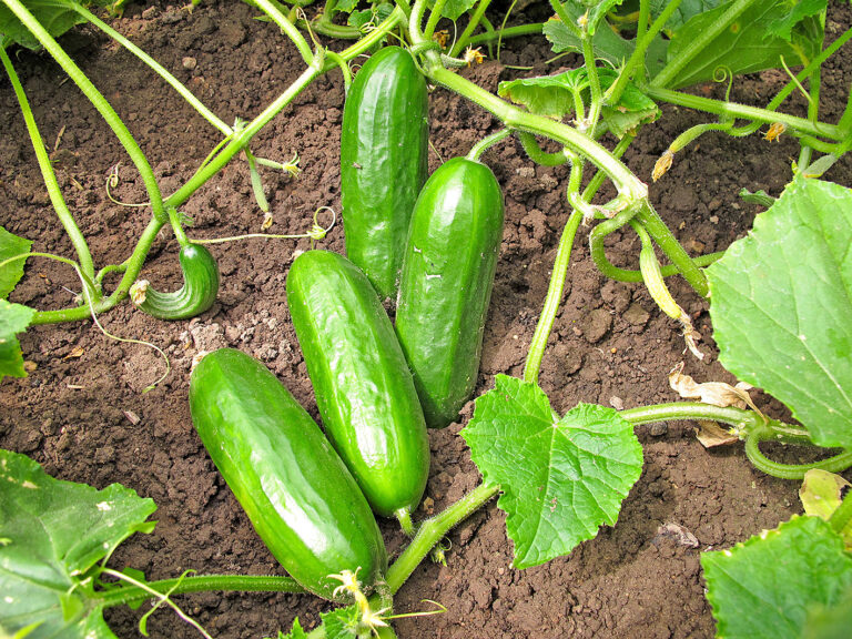 Gemüseanbau mit Gelinggarantie
