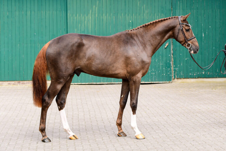 Frühjahrskörung und -auktion beim Holsteiner Verband