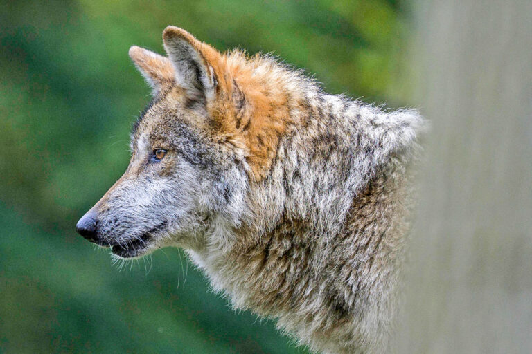 Lob von Bauern und Jägern