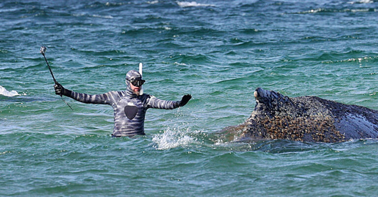 Die Qual mit Wolf und Wal