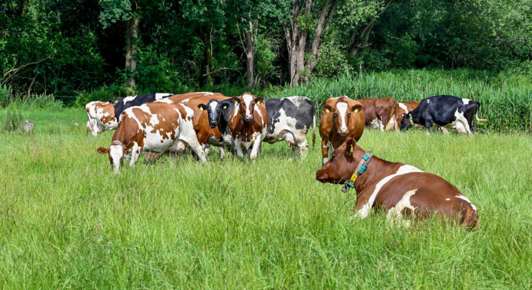 Folgen der Blauzungenkrankheit weiter spürbar