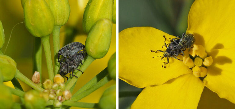 Eine erfolgreiche Bekämpfung ist schwierig