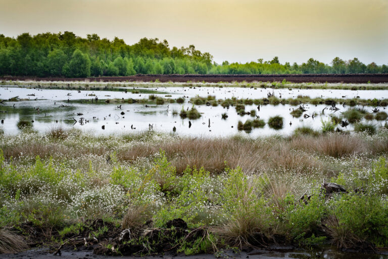 Milliardenprogramm zur Moorwiedervernässung