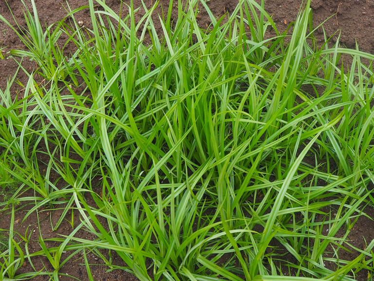 Zähe Herausforderungen für Ackerbaubetriebe