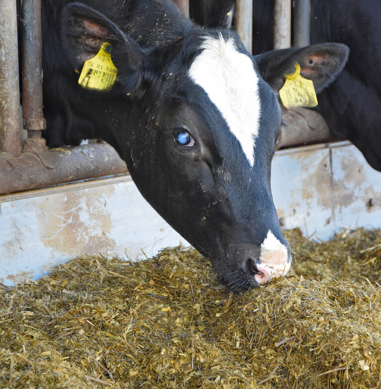 In der Sommersaison auf Weidekeratitis achten