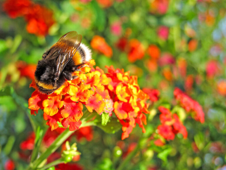 Wandelröschen wechseln die Farbe
