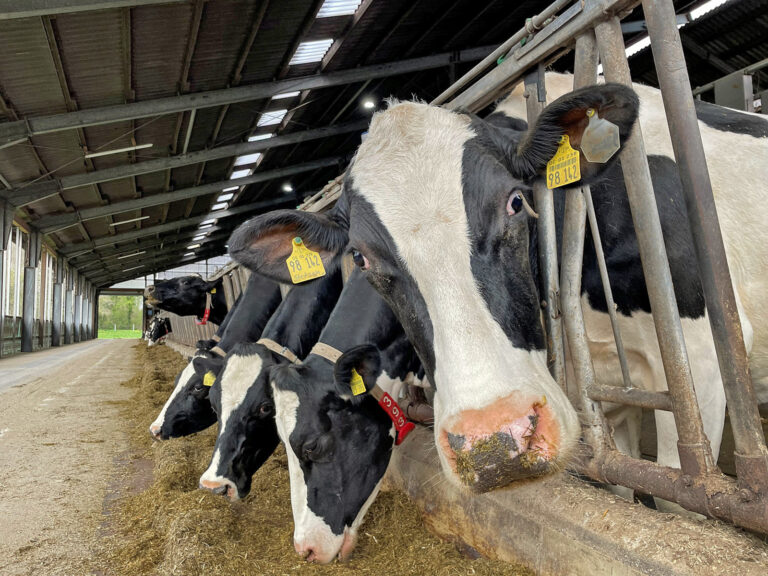 Praxisnahe Tipps für Milchviehhalter