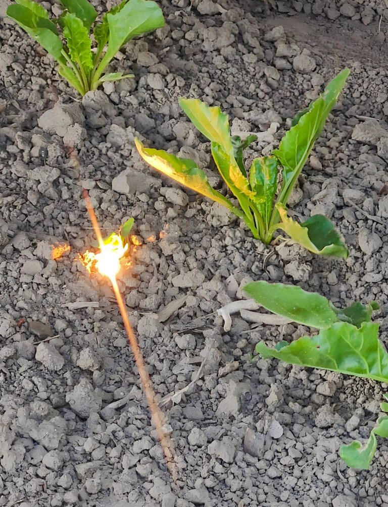 Laser gegen Unkraut in Zuckerrüben