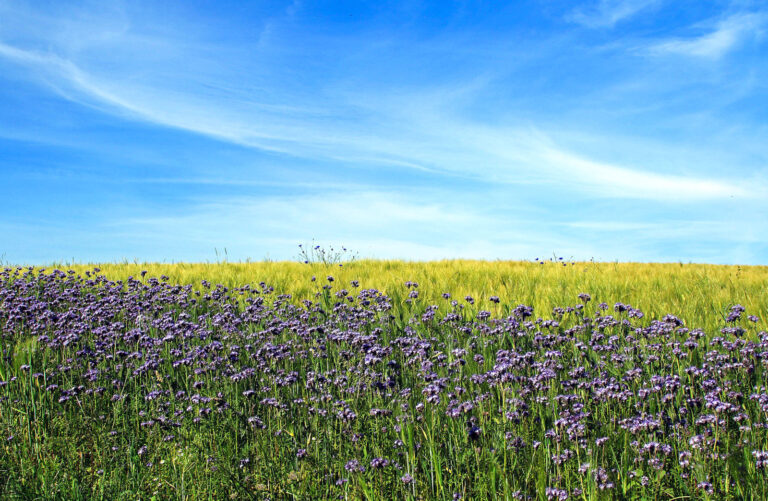 Wissenschaftliches Gutachten: Biodiversität braucht Bauern