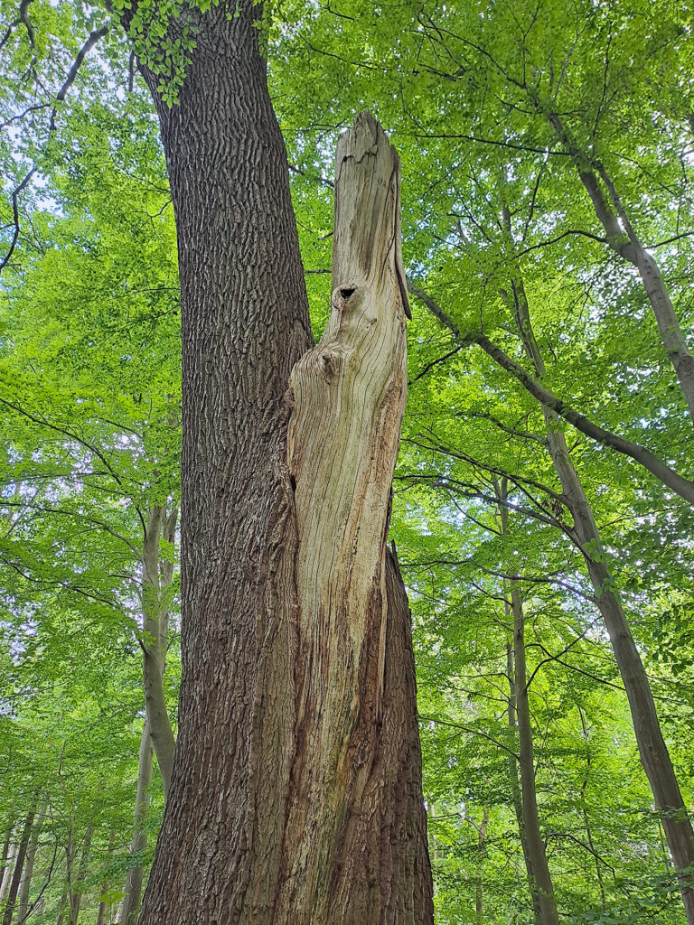 Integrative Waldbewirtschaftung stärken