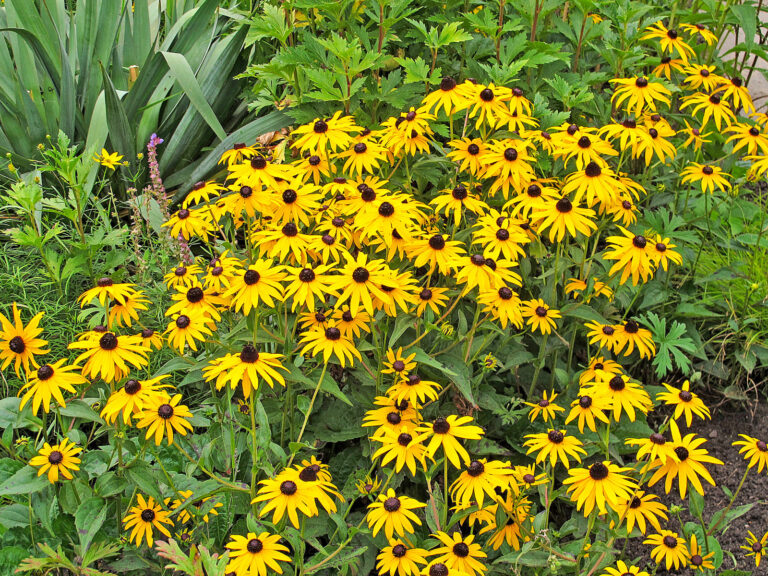 Die Pflegeleichten für jeden Garten