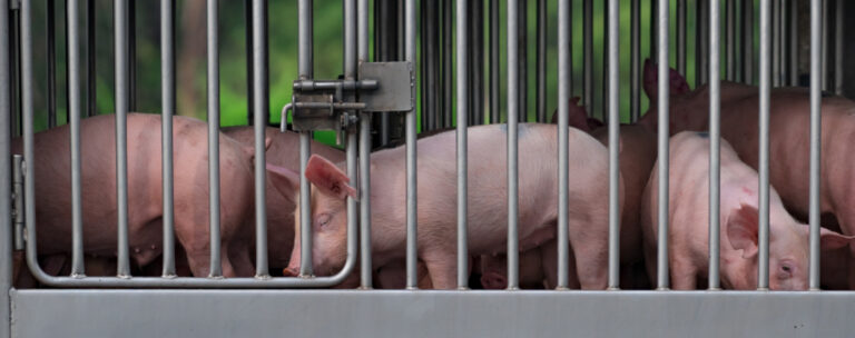 Droht Stopp der dänischen Ferkelexporte?