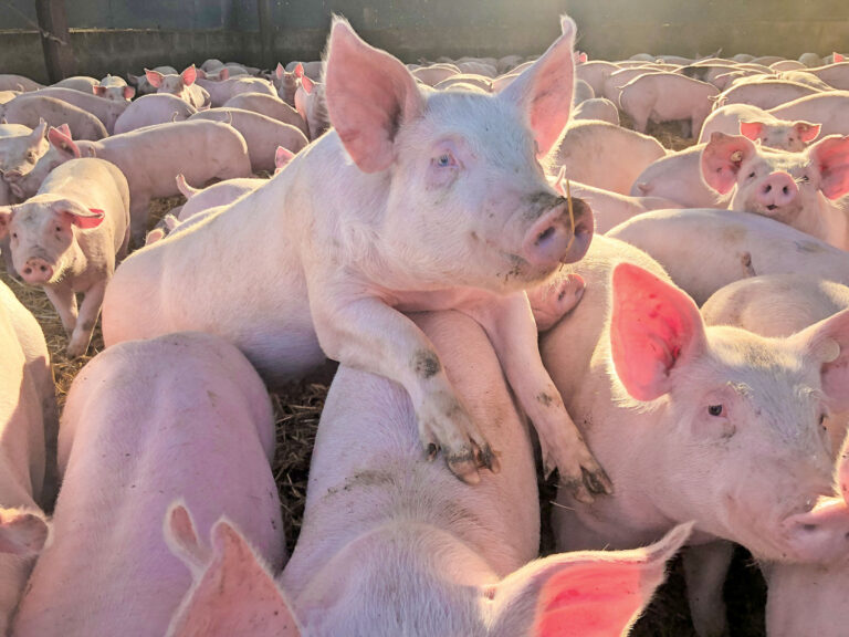 Nutztierzucht: Primat der Leistung liegt hinter uns