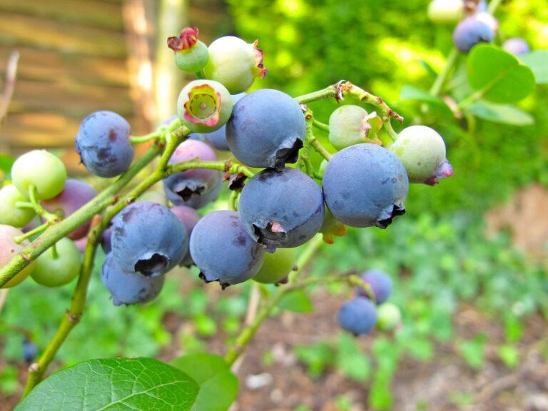 Heidelbeeren brauchen sauren Boden