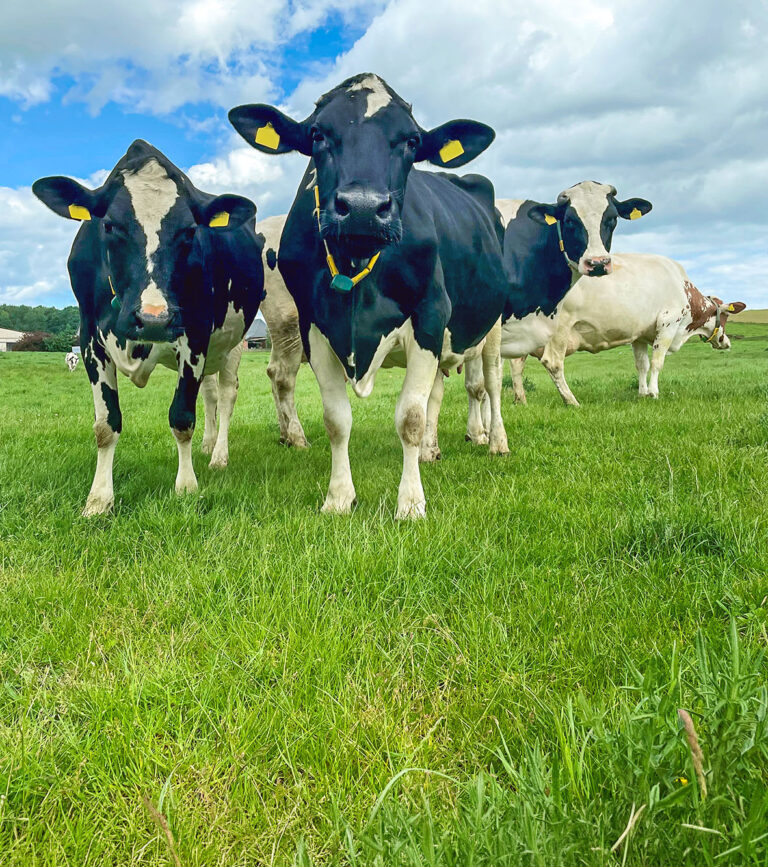 Wege zu einer zukunftsfähigen Grünlandwirtschaft
