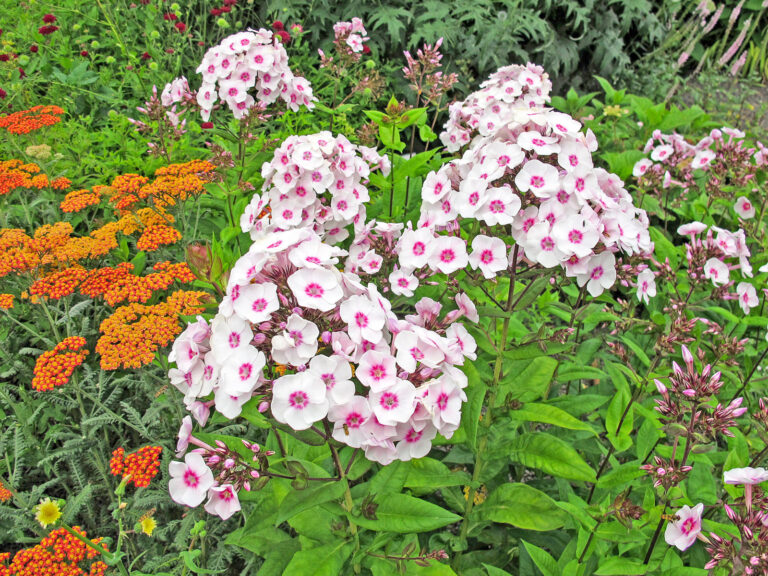 Sommer-Phlox bevorzugt feuchten Halbschatten