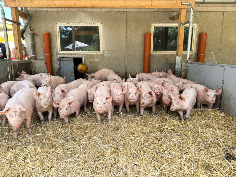 Schweinehaltung – nichts für Feiglinge