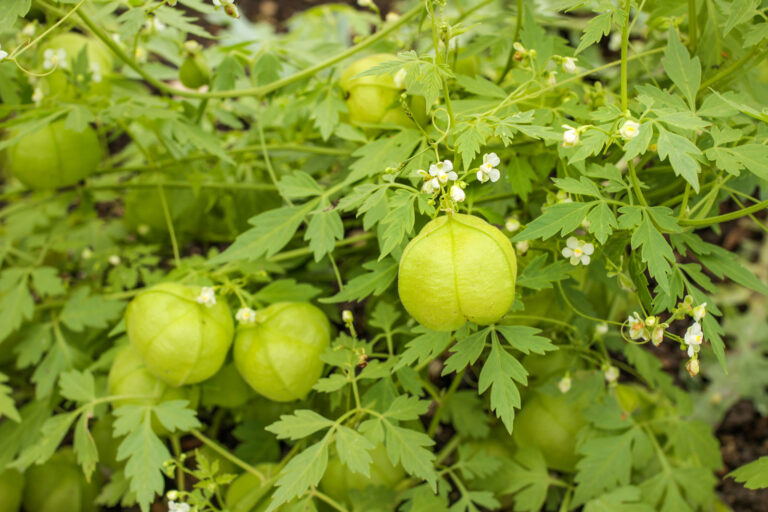 Zier- und Heilpflanze Ballonwein