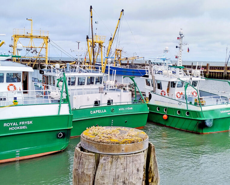 Sylt: Nachhaltige Muschelzucht wird Ausbildungsbetrieb