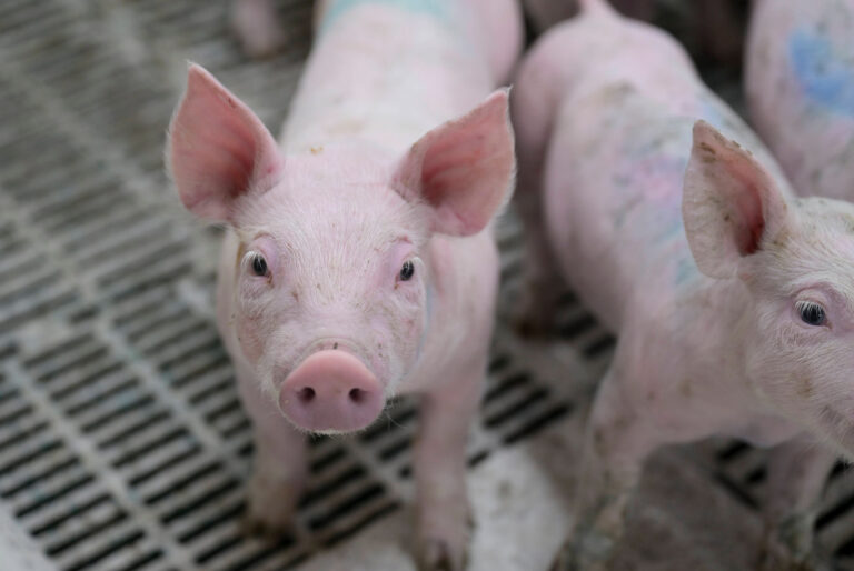 Schweinemarkt: Höchste Erzeugerpreise in Spanien, warum?