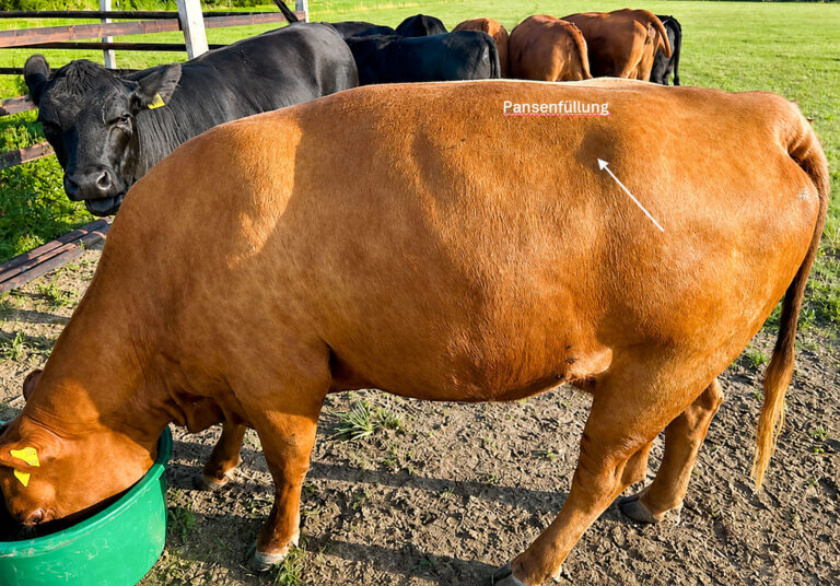 Eigenkontrolle ergänzt vorgeschriebene Tierkontrollen