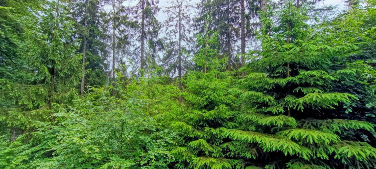 Wirtschaftswald bleibt Zukunftswald