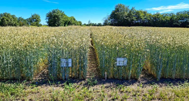 Getreide-Ganzpflanzensilage auf der Geest