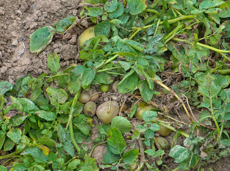 Kartoffelmarkt: Vorzeichen haben sich gedreht
